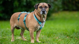 Brauner dicker Hund mit einem blauen Geschirr steht auf einer Wiese