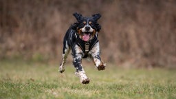 Ein dreifarbiger Hund mit Schlappohren springt hechelnd über eine Wiese