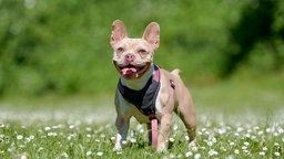 Ein hellbraun-weißer Hund steht hechelnd auf einer Wiese