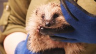 Ein brauner Igel wird von Tierschützern mit blauen Handschuhen festgehalten