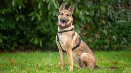 Ein großer brauner Hund mit einem schwarzen Geschirr sitzt hechelnd auf einer Wiese