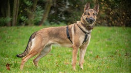 Ein großer brauner Hund mit einem schwarzen Geschirr steht seitlich auf einer Wiese