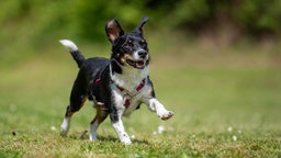 Mittelgroßer Hund mit tricolorfarbigem Fell läuft über eine Wiese 