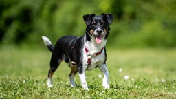 Mittelgroßer Hund mit tricolorfarbigem Fell steht hechelnd auf einer Wiese 