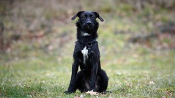 Hund mit schwarzem Fell und weißen Flecken sitzt auf einer Wiese 