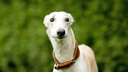 GBeiger Hund mit einem langen, schmalen Gesicht 