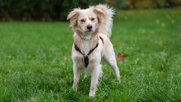 Ein Hund mit langem blondem Fell auf einer Wiese 