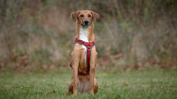 Ein braun-weißer Hund mit rotem Geschirr sitzt auf einer Wiese