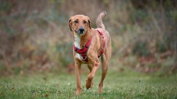 Ein braun-weißer Hund mit rotem Geschirr rennt über eine Wiese