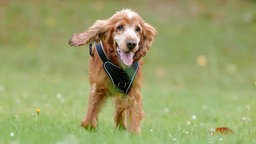 Ein Hund mit rotem Fell läuft hechelnd über eine Wiese 