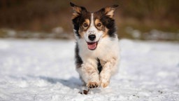 Ein Hund mit wuscheligem braun-weißem Fell läuft über eine mit Schnee bedeckte Wiese