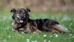 Hündin mit schwarz-braunem langem Fell liegt hechelnd auf einer Blumenwiese 