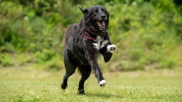 Großer Hund mit braunem Fell und weißen Flecken läuft spielend über eine Wiese 