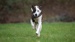 Braun-weißer Hund mit dunklem Geschirr springt über eine Wiese