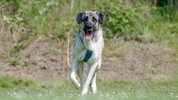 Großer beiger Hund mit dunkler Maske und blauem Geschirr läuft über die Wiese