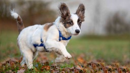 Ein Hund mit weiß-braunem Fell auf einer Wiese 