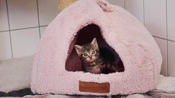 Ein kleines Kitten guckt aus einem rosa Körbchen