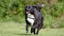 Schwarzer Hund mit weißer Brust sitzt auf einer Wiese