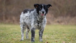 Ein schwarz-weißer Hund steht hechelnd auf einer Wiese