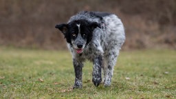 Ein schwarz-weißer Hund läuft hechelnd über eine Wiese