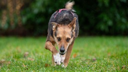 Ein braun-schwarzer Hund mit pinkem Geschirr läuft über eine Wiese