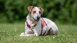 Hund mit weiß-braunem Fell liegt auf einer Wiese und schaut seitlich an der Kamera vorbei 