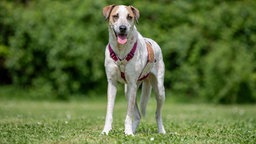 Hund mit weiß-braunem Fell steht hechelnd auf einer Wiese 