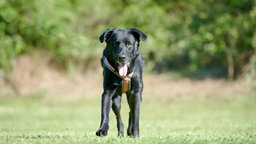 Schwarzer Hund läuft hechelnd über eine Wiese