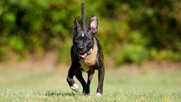 Kleiner schwarzer Hund mit braunem Halsband läuft hechelnd über eine Wiese