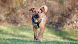 Braun-weißer Hund mit blauem Geschirr läuft über eine Wiese