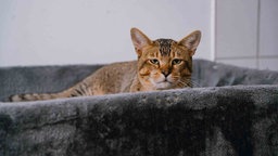 Kater mit geticktem Fell liegt in einem grauen Katzenkörbchen