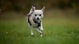 Kleiner Hund mit beigefarbenem Fell läuft über eine Wiese 