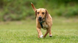 Hund mit hellbraunem Fell läuft über eine Wiese  