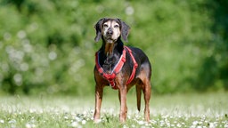 Ein brauner Hund mit rotem Geschirr steht auf einer Wiese