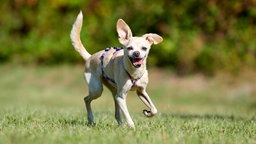 Ein kleiner beiger Hund läuft hechelnd über eine Wiese