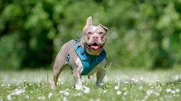 Eine kleine weiß-braune Bulldogge mit blauem Geschirr steht hechelnd auf einer Wiese