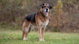 Ein großer schwarz-brauner Hund steht seitlich auf einer Wiese