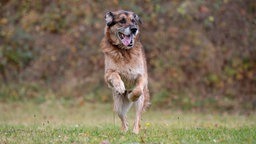 Ein großer schwarz-brauner Hund springt hechelnd über eine Wiese