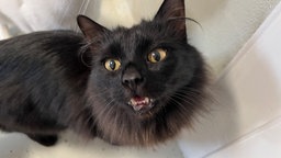 Eine schwarze Katze mit grünen Augen, der Hintergrund ist hell 