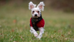 Ein kleiner weißer Hund mit einem roten Mantel rennt über eine Wiese