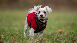 Ein kleiner weißer Hund mit einem roten Mantel steht auf einer Wiese