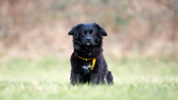 Kleiner schwarzer Hund sitzt auf einer Wiese