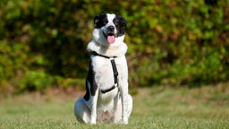 Ein schwarz-weißer Hund sitzt hechelnd auf einer Wiese