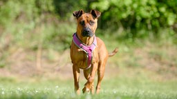 Großer brauner Hund mit pinkem Geschirr läuft über eine Wiese