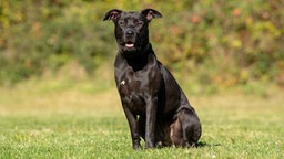 Großer schwarzer Hund sitzt auf einer Wiese