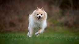 Hund mit cremefarbenem langem Fell läuft hechelnd über eine Wiese 