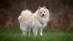 Hund mit cremefarbenem wuscheligem Fell steht seitlich auf einer Wiese und schaut in Richtung Kamera 