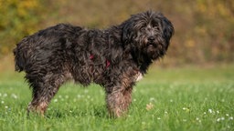 Ein Hund mit wuscheligem schwarzem Fell auf einer Wiese 