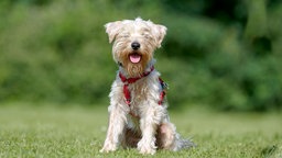 Hellblonder Hund mit wuscheligem Fell und einem roten Geschirr sitzt auf einer Wiese