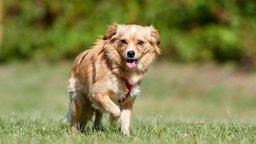 Ein goldener Hund läuft hechelnd über eine Wiese